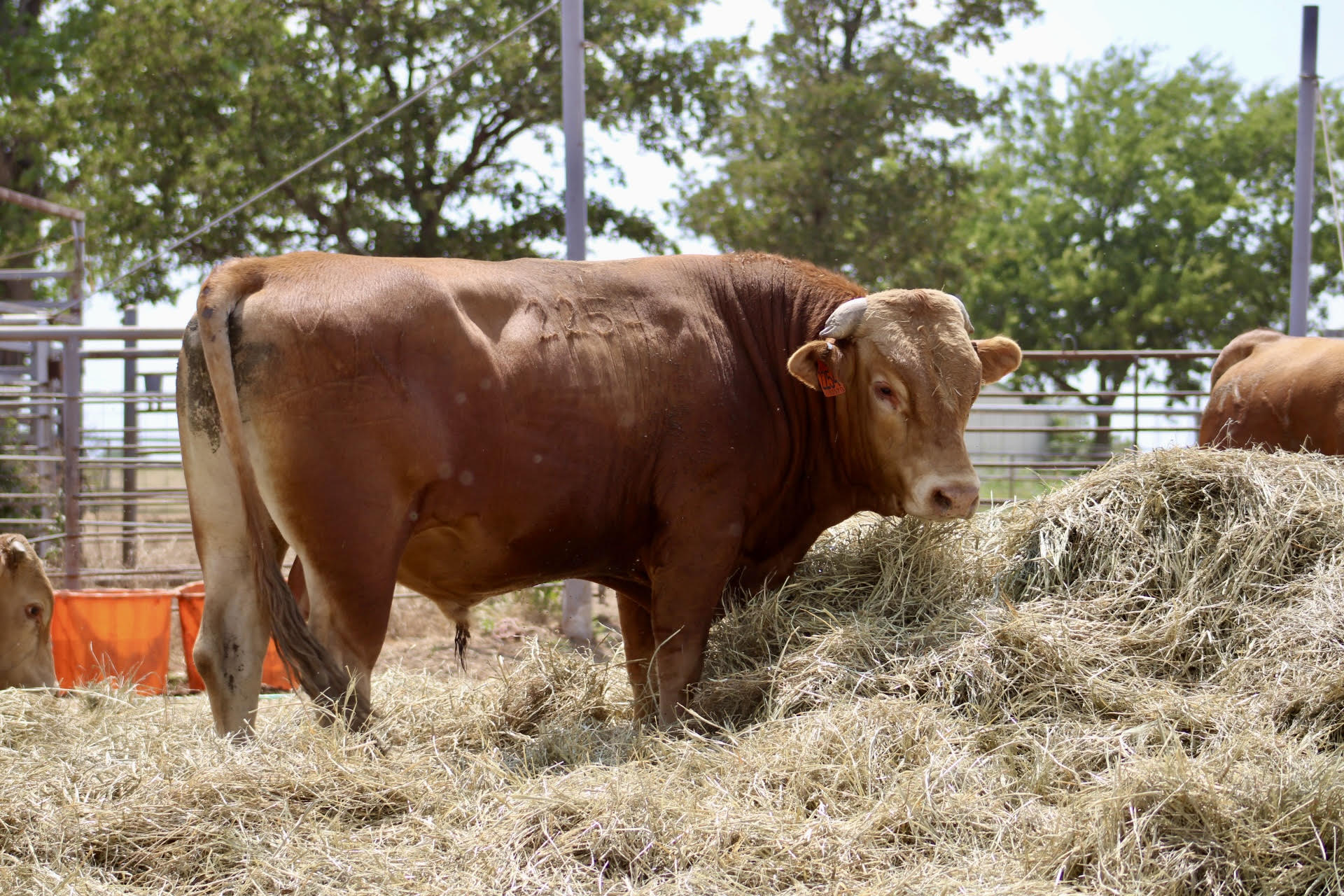 2 Head Full blood Akaushi Bulls